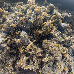 กาน่าฉ่าย