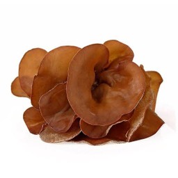 เห็ดหูหนู