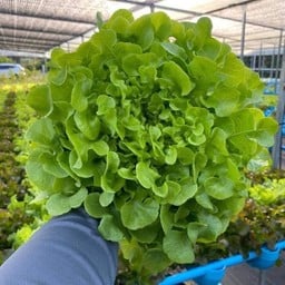 ผักกรีนโอ๊ค ไฮโดรโปรนิกส์ ปลอดสาร ครึ่งกิโล