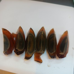 ไข่เยี่ยวม้า