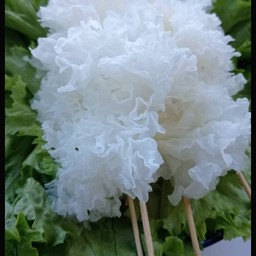 เห็ดหูหนูขาว