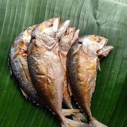 ปลาทูย่าง