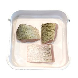 ปลากระพง