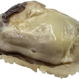 ซูชิหอยนางรม