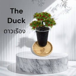 The Ducks สาขาดาวเรือง -ดาวเรือง