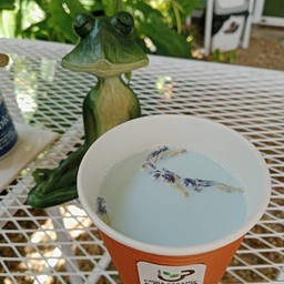 นมสดอัญชันร้อน