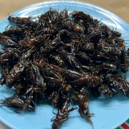 จิ้งหรีด