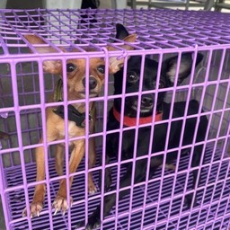 ค่าหนม โคกิ ยูริ