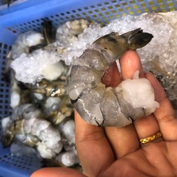 กุ้ง 1 ตัว