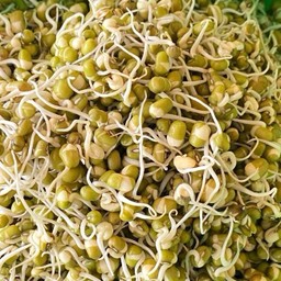 ถั่วงอกน้อย