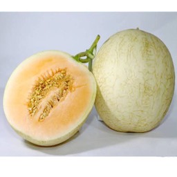 แคนตาลูป