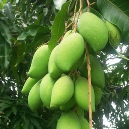 มะม่วงเบาพิมเสน