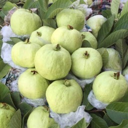 ฝรั่งกิมจู