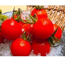 1229.Bijin tomato มะเขือเทศบีจิน