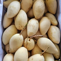 มะม่วงน้ำดอกไม้สี