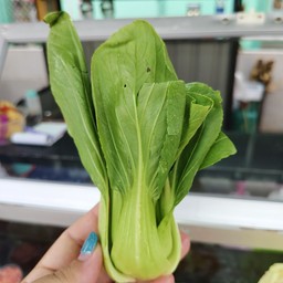 กวางตุ้งฮ่องเต้