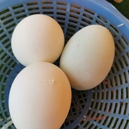 ไข่เค็ม