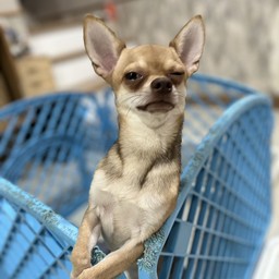 ไอ้กล้วยพนักงานดู rider