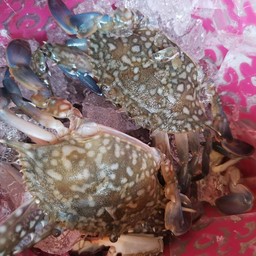 เพิ่มปูม้า