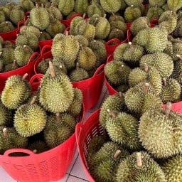 ทุเรียน Long Hia Tong