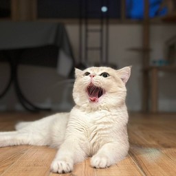 Luga
