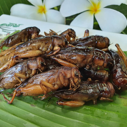 จี่โป่มภูเขาทอด