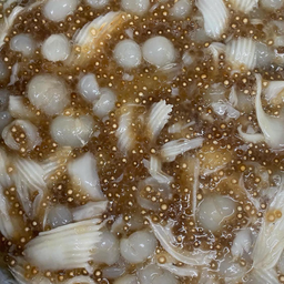 สาคูต้นเปียกลำไย