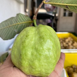 ฝรั่ง กิมจู