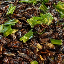 จิ้งหรีดไข่