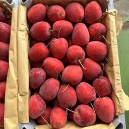 แอปเปิ้ลแคระ เจ้าหญิง 500g