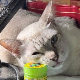 ค่ายาดมให้แหล