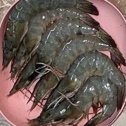 กุ้งขาว