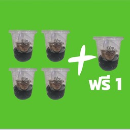 โปร เฉาก๊วยโบราณ 4 ถ้วย แถม 1