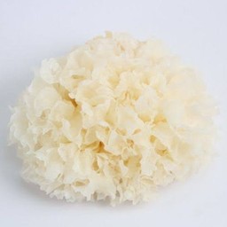 เห็ดหูหนูขาว