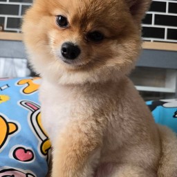 เลี้ยงขนมน้องคาปู