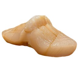 หอยเชลล์ Hotate