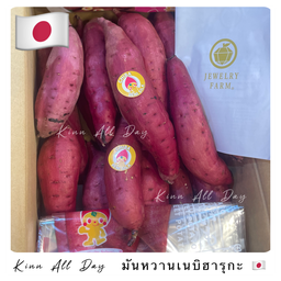 มันหวานญี่ปุ่นแท้ เนบิฮารุกะ JEWELRY FARM 500g (ไซส์ L )