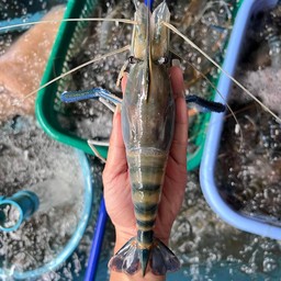 กุ้งเผาสดๆไม่สดไม่ขายพร้อมน้ำจิ้มรสเด็ด