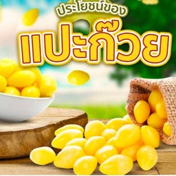 แปะก๊วย