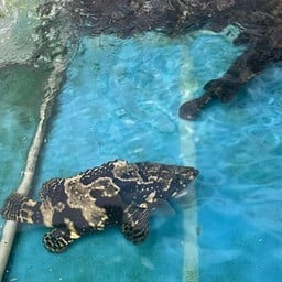 ปลาเก๋า