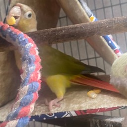 ทริปซื้อ ข้าวโพด ให้แม่ทอง