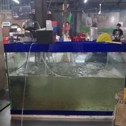 กุ้งเต้น