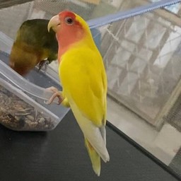 น้องชื่อ กล้วยหอม