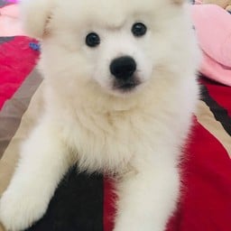 สตอว์เบอร์รี่นมสดปั่น