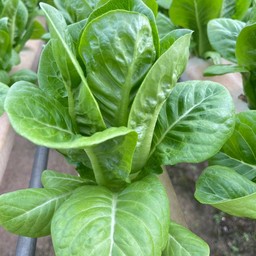 เบบี้คอส