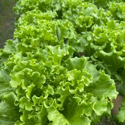 กรีนปัตตาเวีย