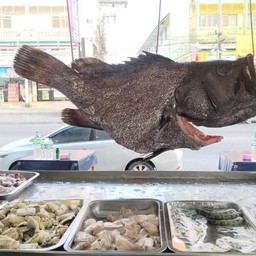 ลวกจิ้มปลาเก๋า  煮浸石斑魚