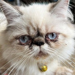 น้อนหิวจุง