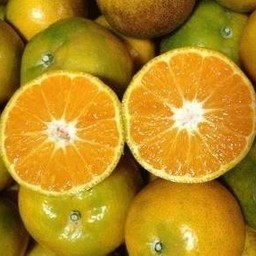 ส้มสายน้ำผึ้ง