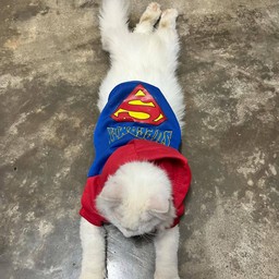 ซุปเปอร์แมวต้องการเปียกเพิ่มพลัง^_^